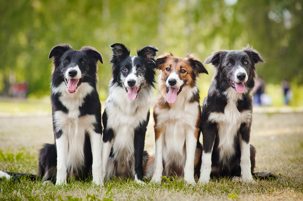 group of happy dogs sittingon the grass